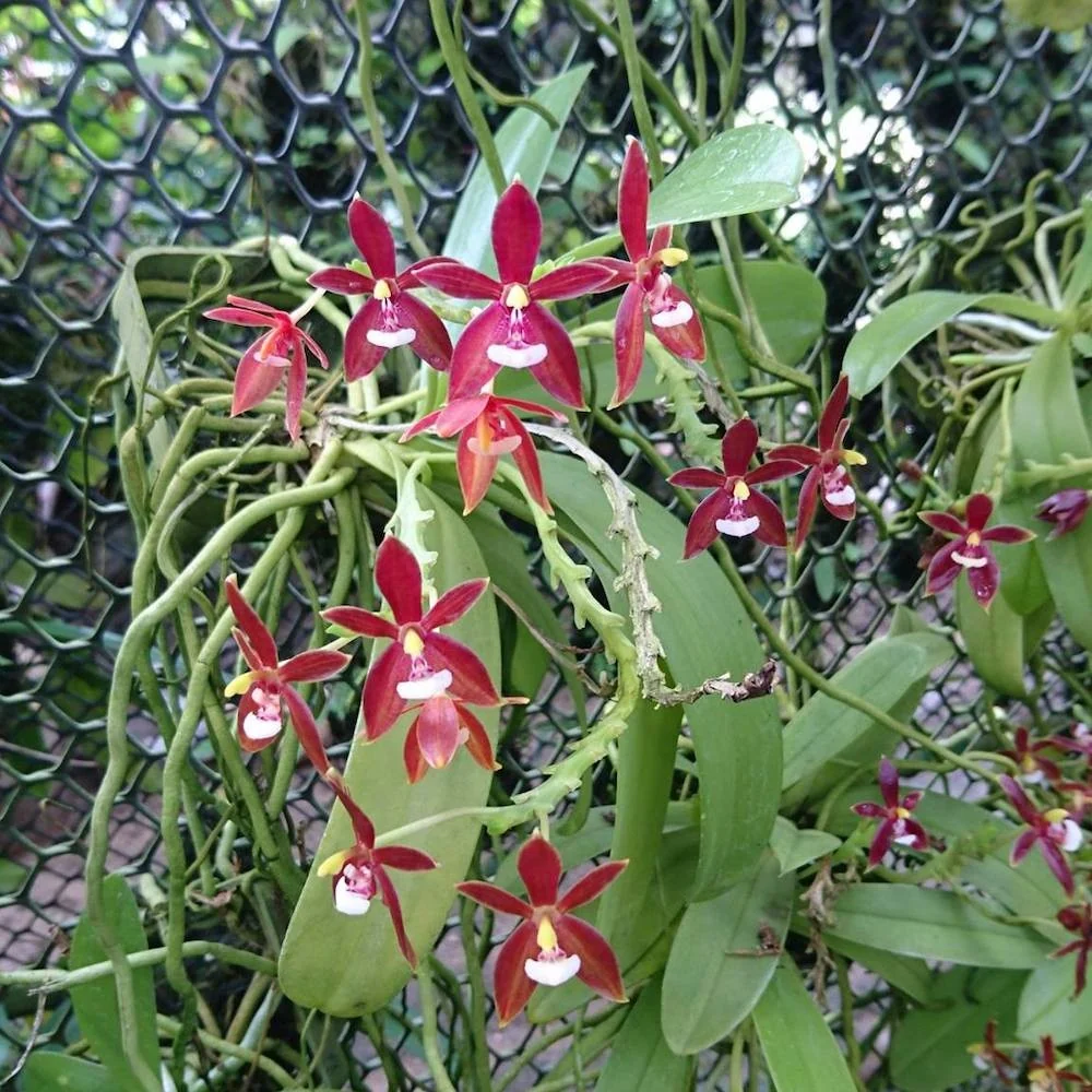 Phalaenopsis cornu-cervi var. chattaladae (4N) (red form)