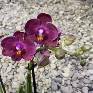 Phalaenopsis Cute Holly