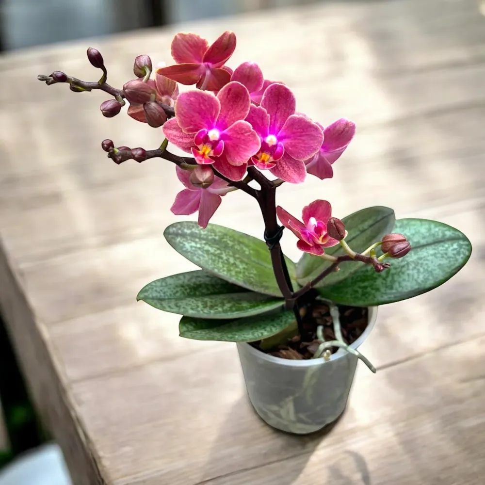 Phalaenopsis Diffusion (Aromio Exotic) *parfumata