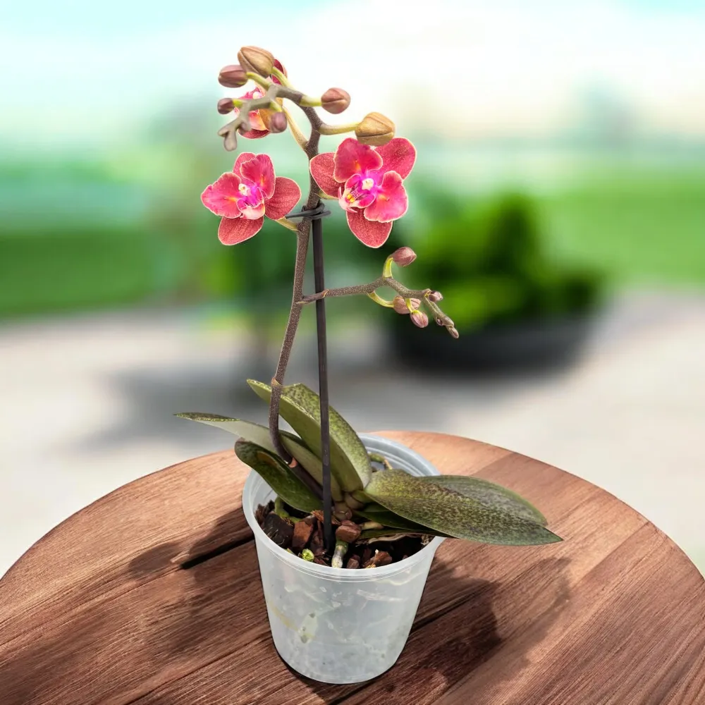Phalaenopsis Diffusion (flori pelorice parfumate)