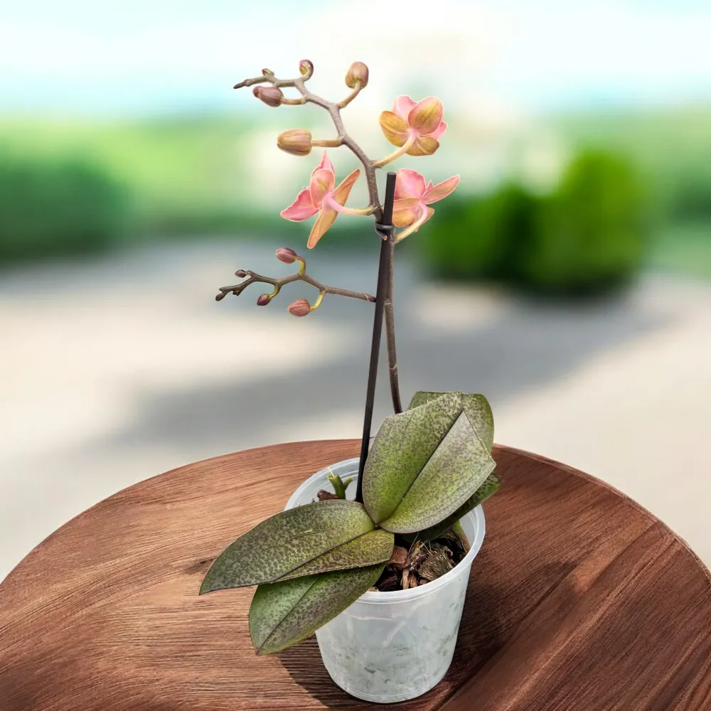 Phalaenopsis Diffusion (flori pelorice parfumate)