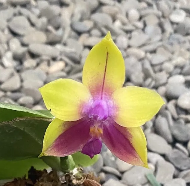 Phalaenopsis Dragon Tree Eagle * parfumat