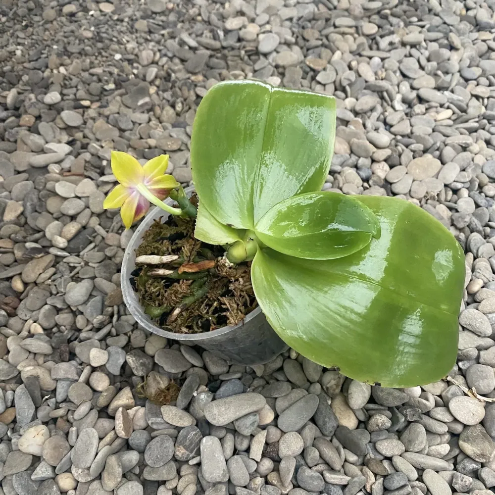 Phalaenopsis Dragon Tree Eagle * parfumat