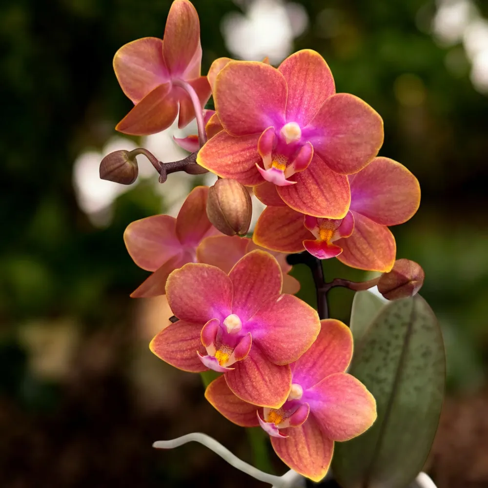 Phalaenopsis Dusty Belle D12 - flori parfumate