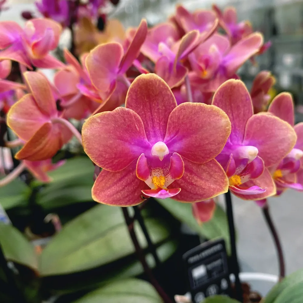 Phalaenopsis Dusty Belle D12 - flori parfumate