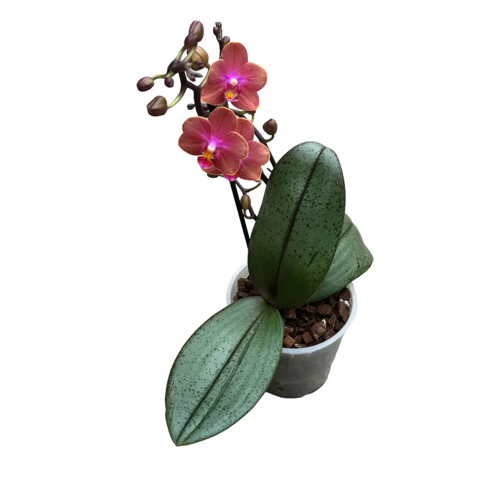 Phalaenopsis Dusty Belle D12 - flori parfumate