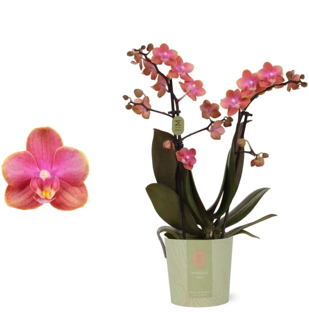 Phalaenopsis Dusty Belle D12 - flori parfumate
