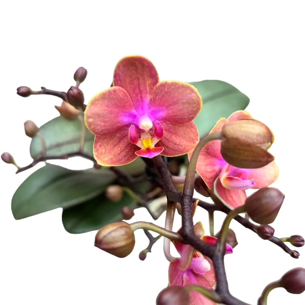Phalaenopsis Dusty Belle D12 - flori parfumate