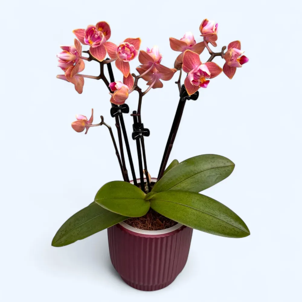 Phalaenopsis Dusty Belle - flori parfumate si pelorice