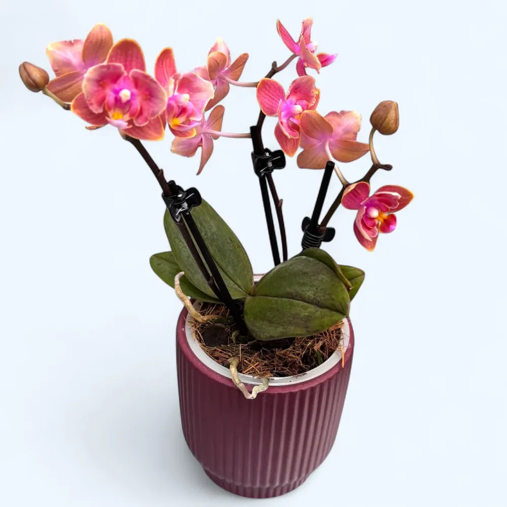 Phalaenopsis Dusty Belle - flori parfumate si pelorice Butterfly