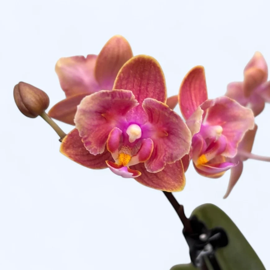 Phalaenopsis Dusty Belle - flori parfumate si pelorice Butterfly