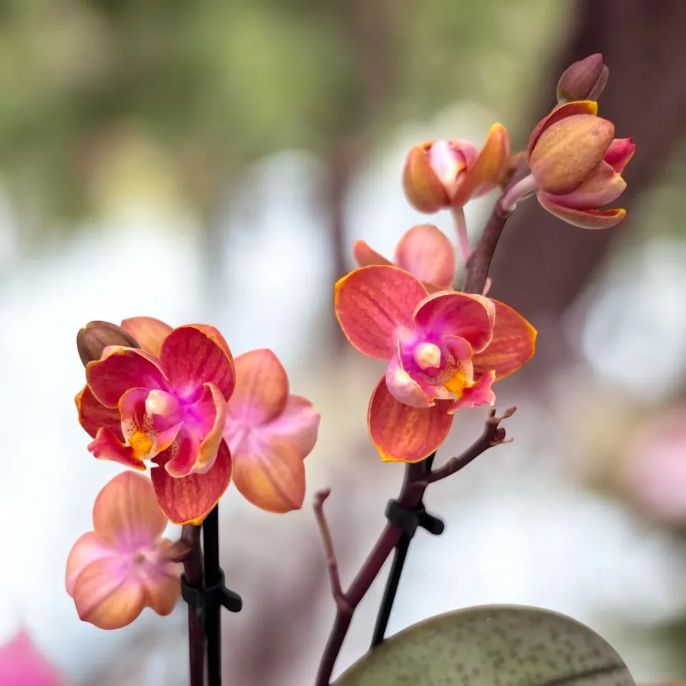 Phalaenopsis Dusty Belle - flori parfumate si pelorice