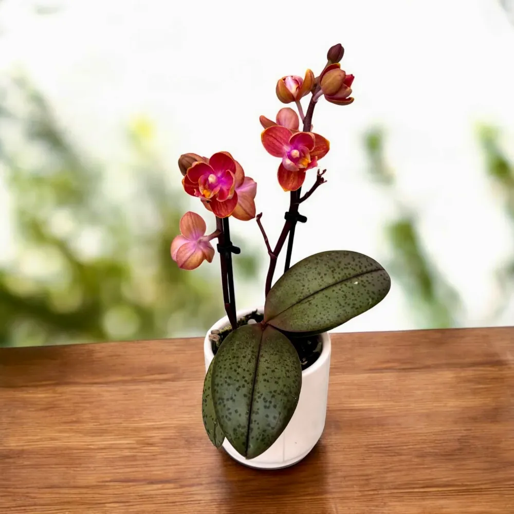 Phalaenopsis Dusty Belle - flori parfumate si pelorice