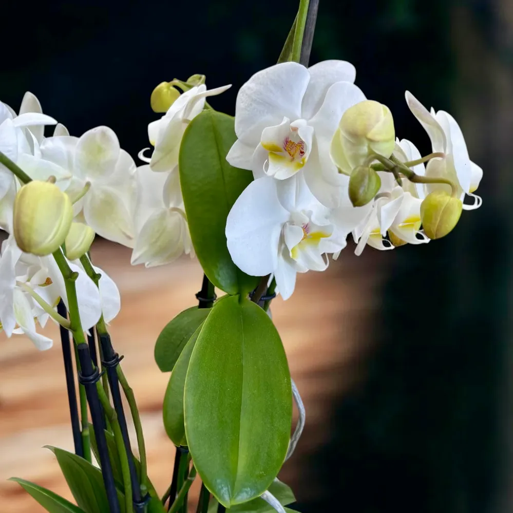 Phalaenopsis – exemplare impresionante cu Keiki