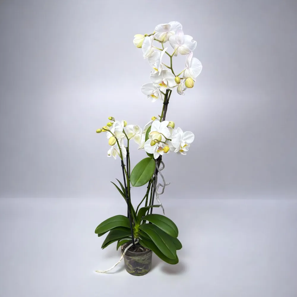 Phalaenopsis – exemplare impresionante cu Keiki