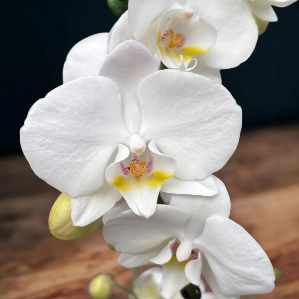 Phalaenopsis – exemplare impresionante cu Keiki