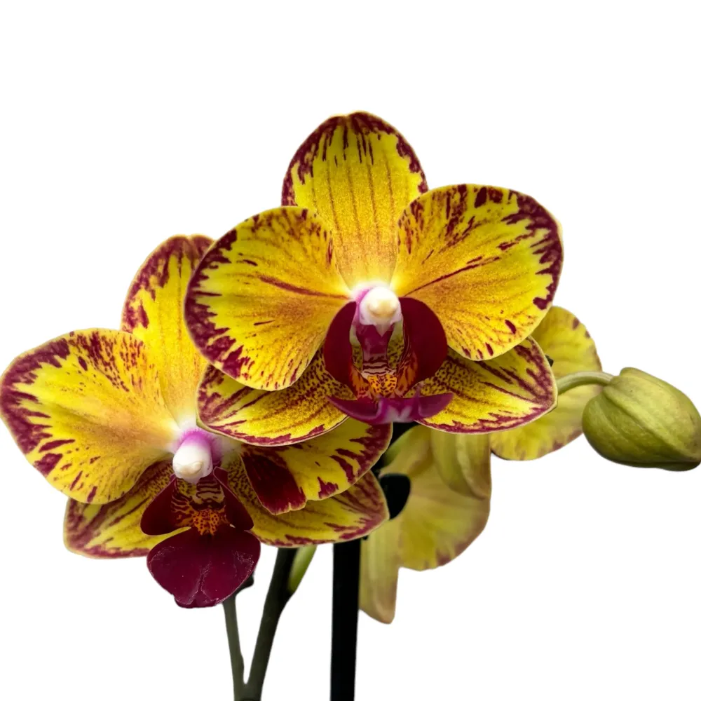 Phalaenopsis Fangmei Sweet ‘1546’