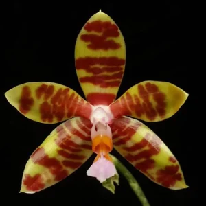 Phalaenopsis fasciata
