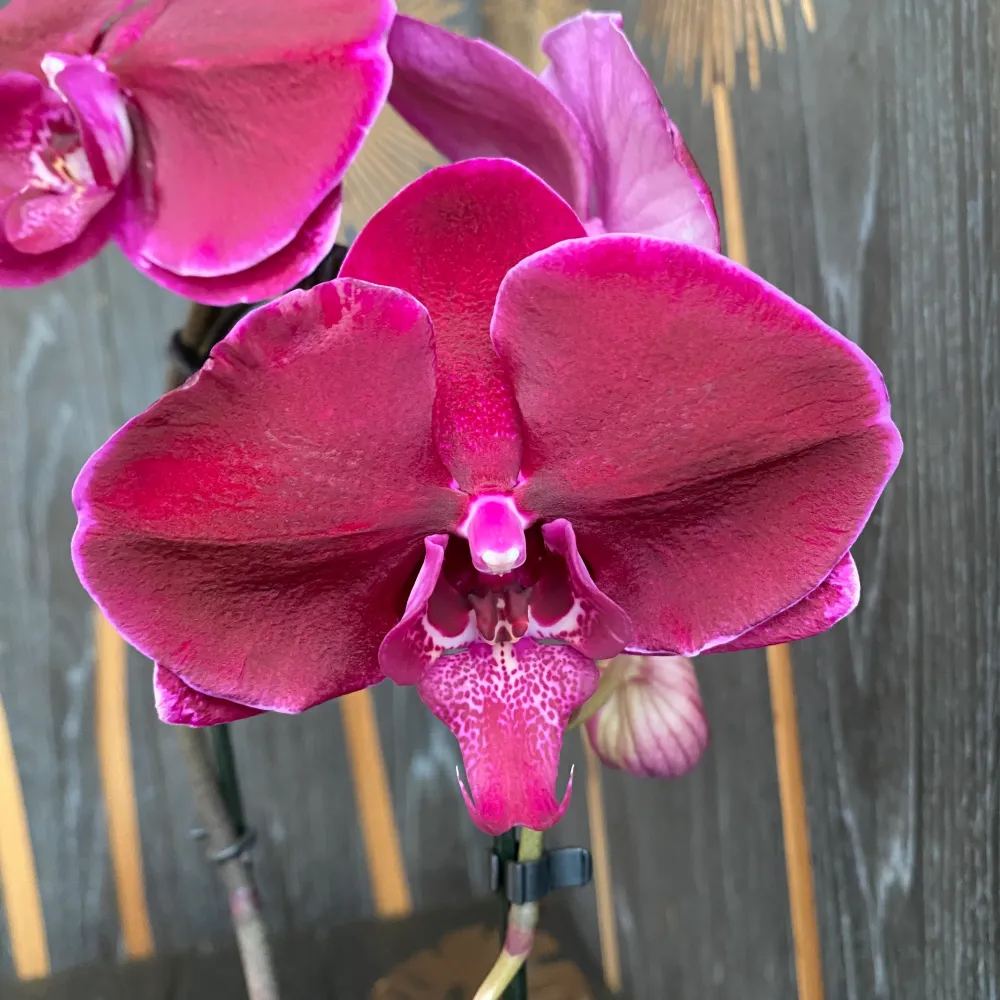 Phalaenopsis Fontano Triton - floarea XXL