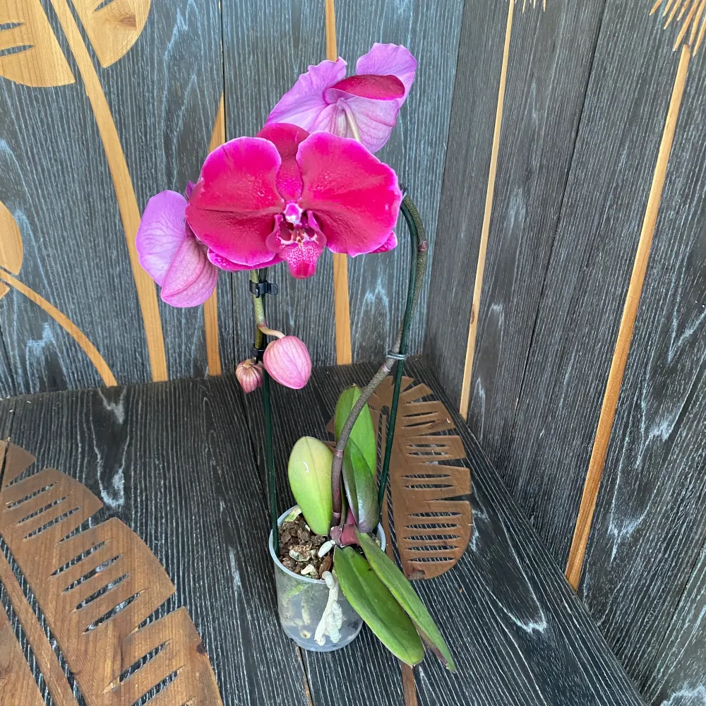 Phalaenopsis Fontano Triton - floarea XXL