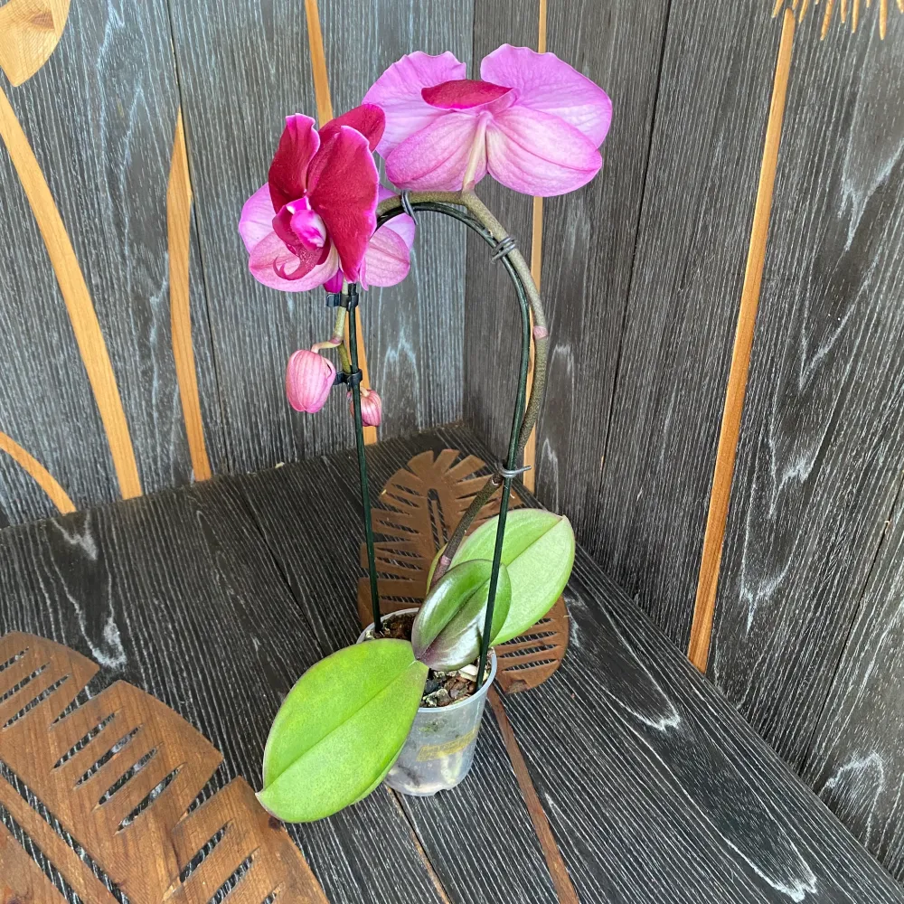 Phalaenopsis Fontano Triton - floarea XXL