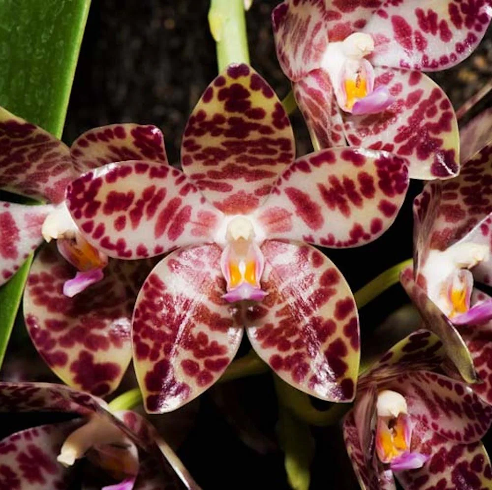 Phalaenopsis gigantea * parfumata