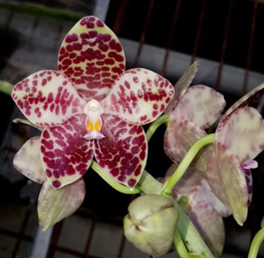 Phalaenopsis gigantea * parfumata