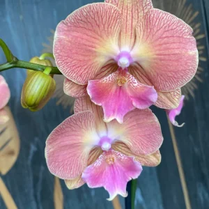 Phalaenopsis ‘Grape Fruit’ big lip