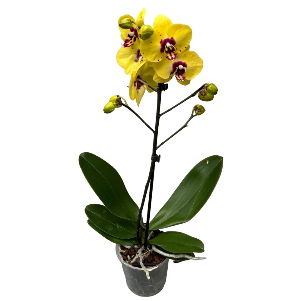 Phalaenopsis (Haur Jin Princess × Dragon Tree Gold)