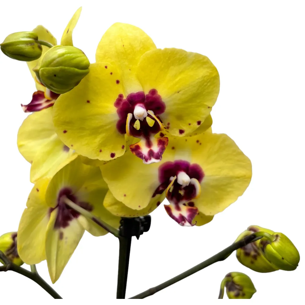Phalaenopsis (Haur Jin Princess × Dragon Tree Gold)