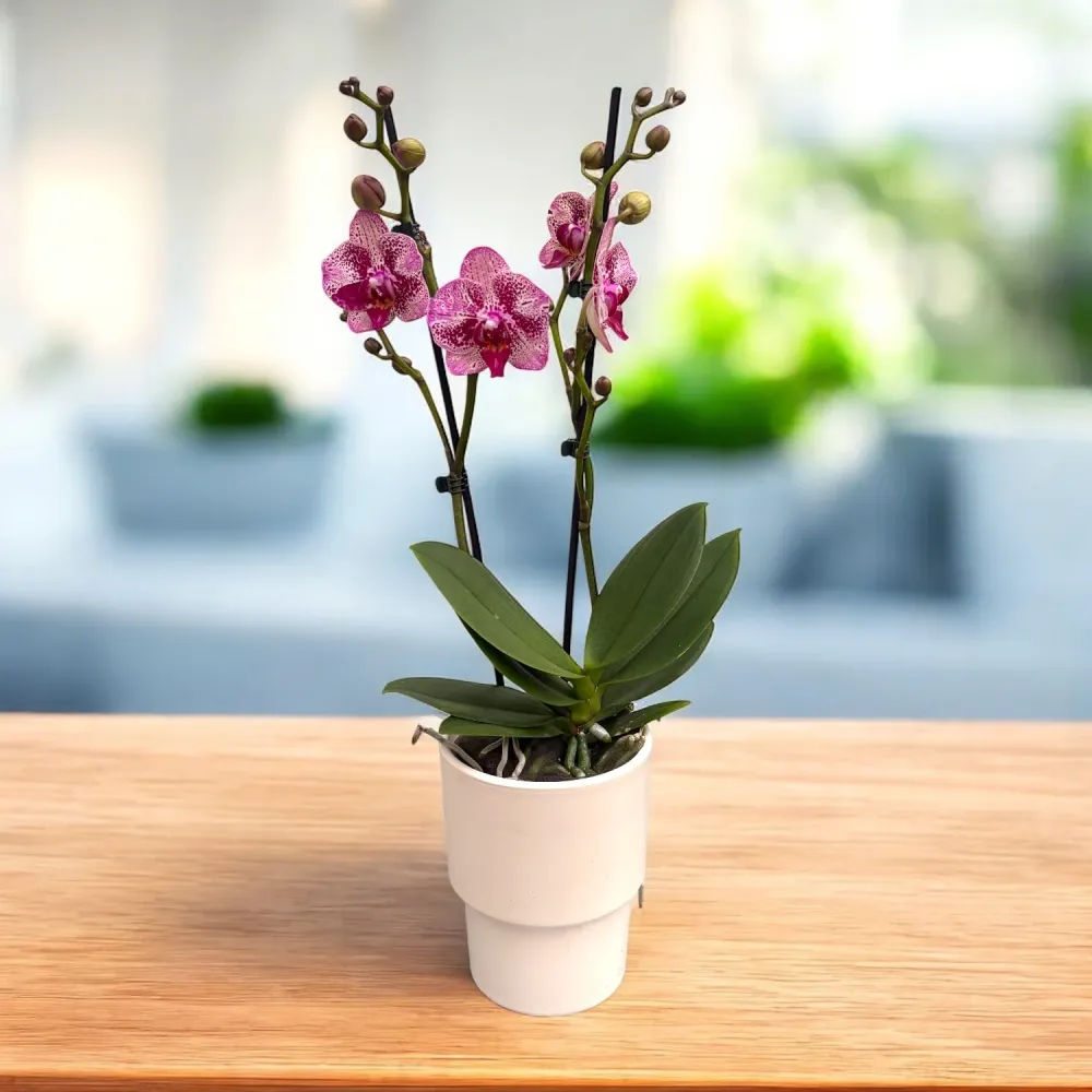 Phalaenopsis I-Hsin Super Star