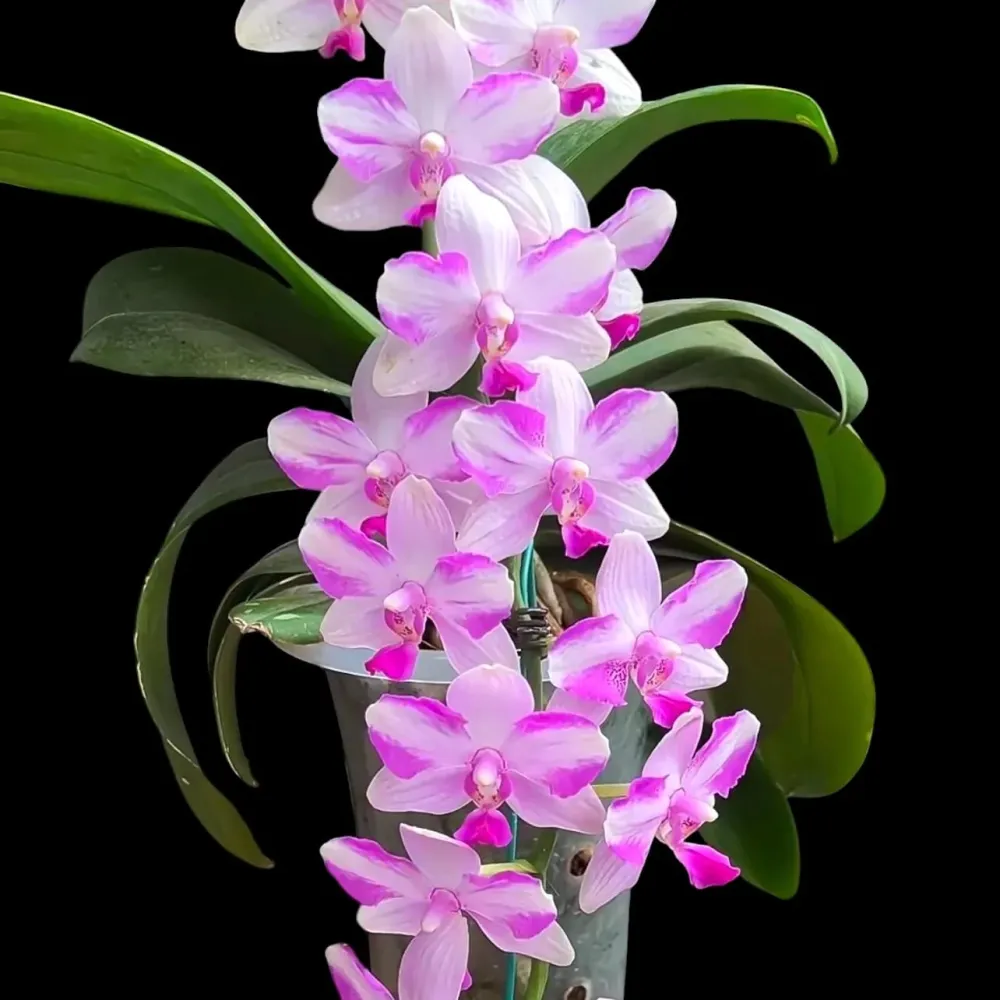 Phalaenopsis Jiuhbao Purple Crystal
