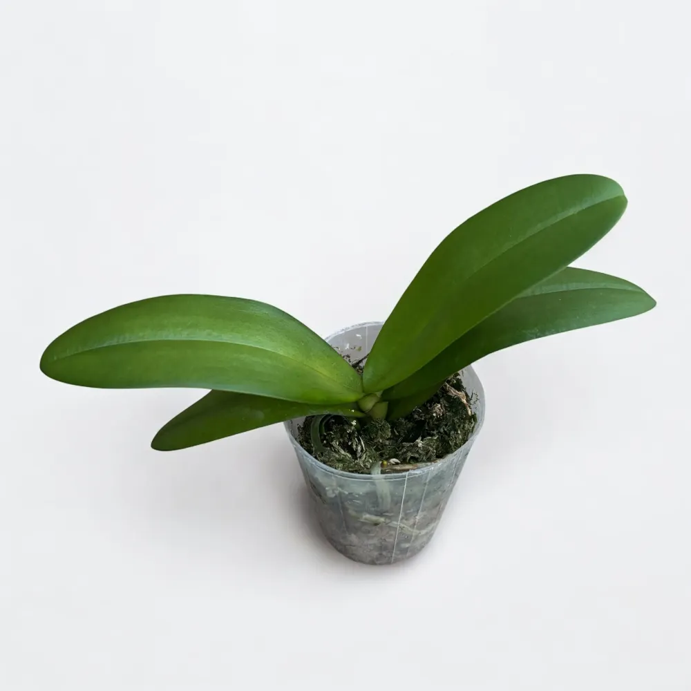 Phalaenopsis Jiuhbao Purple Crystal