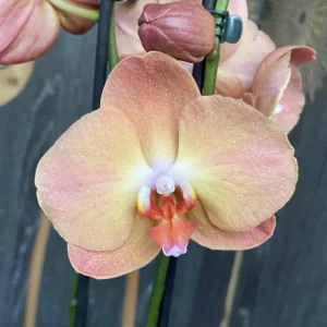Phalaenopsis Jurojin