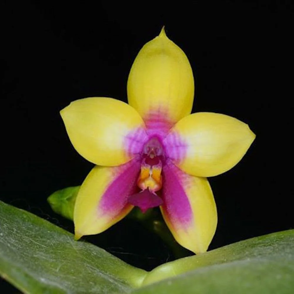 Phalaenopsis LD's Bear Queen parfumata