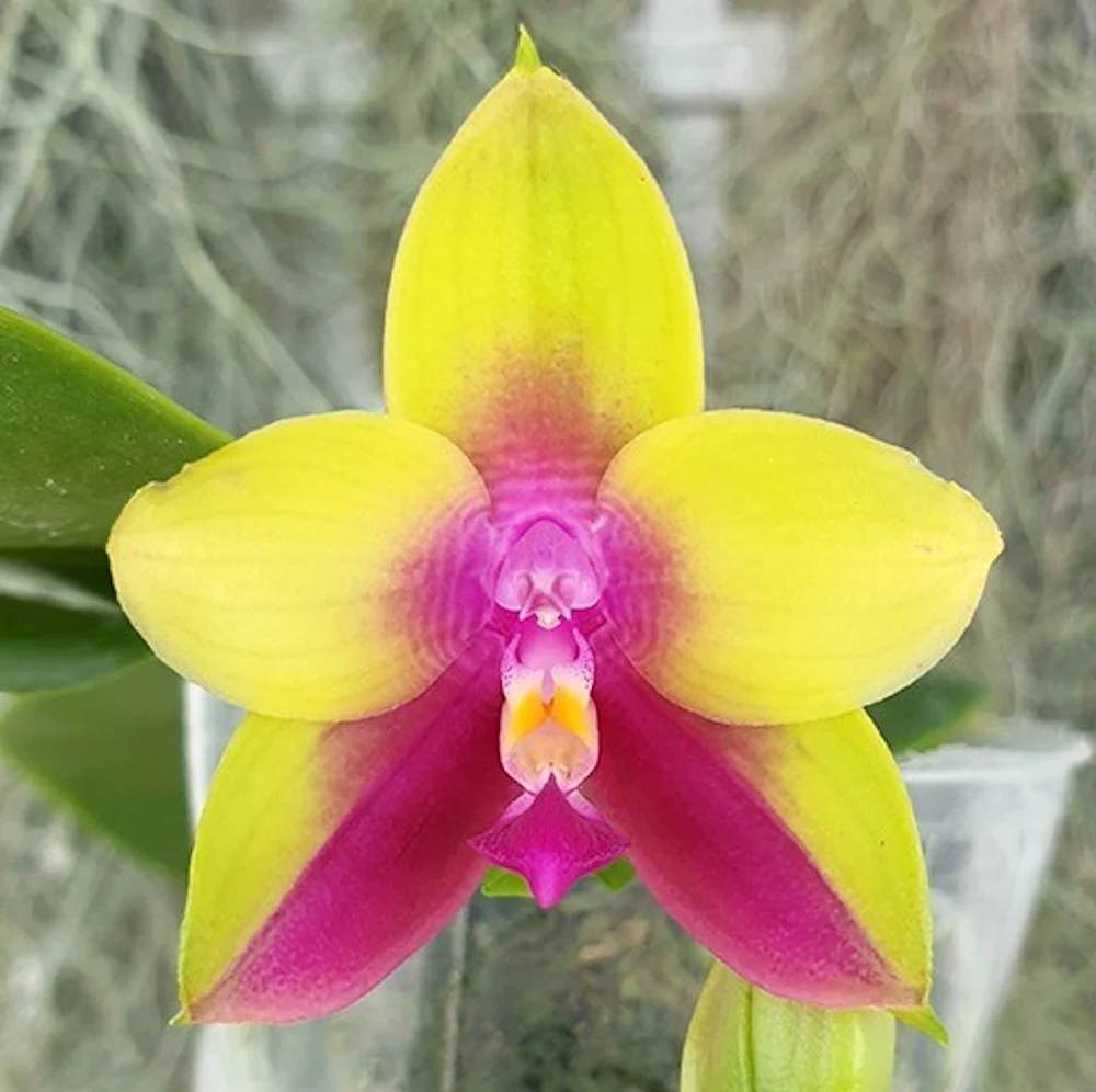 Phalaenopsis LD's Bear Queen parfumata