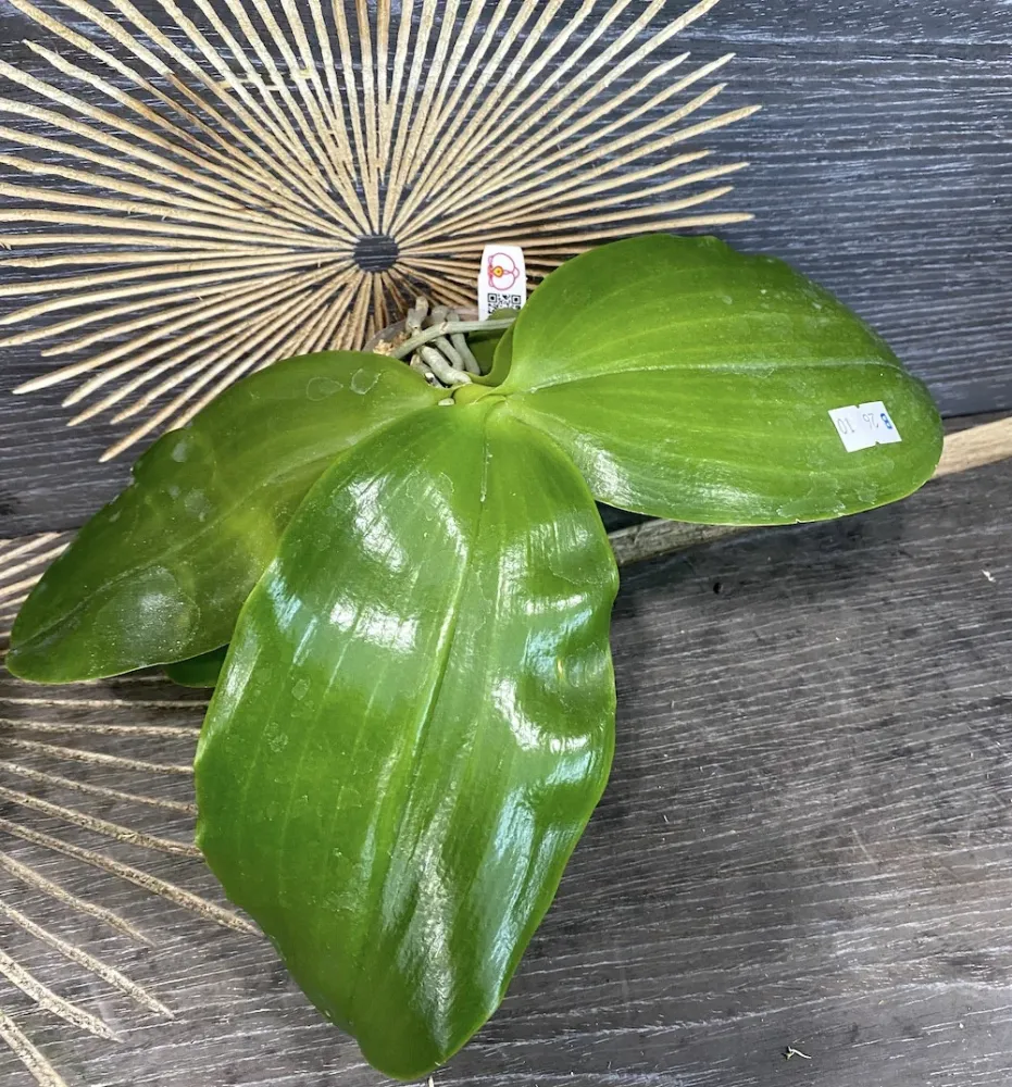 Phalaenopsis LD's Bear Queen parfumata