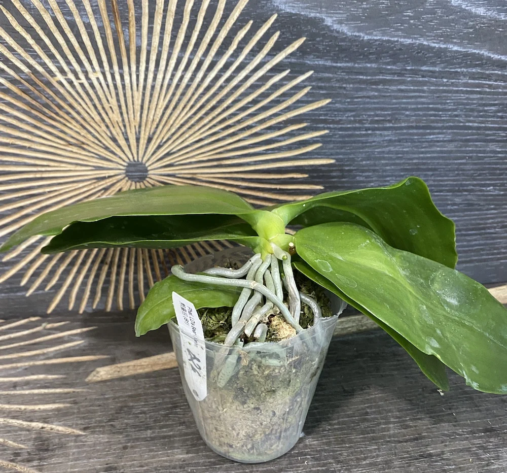 Phalaenopsis LD's Bear Queen parfumata