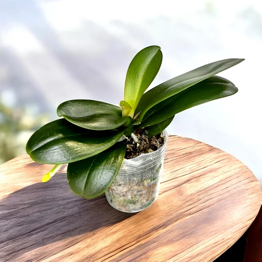 Phalaenopsis Leco Fantastic 'Ll045-2'
