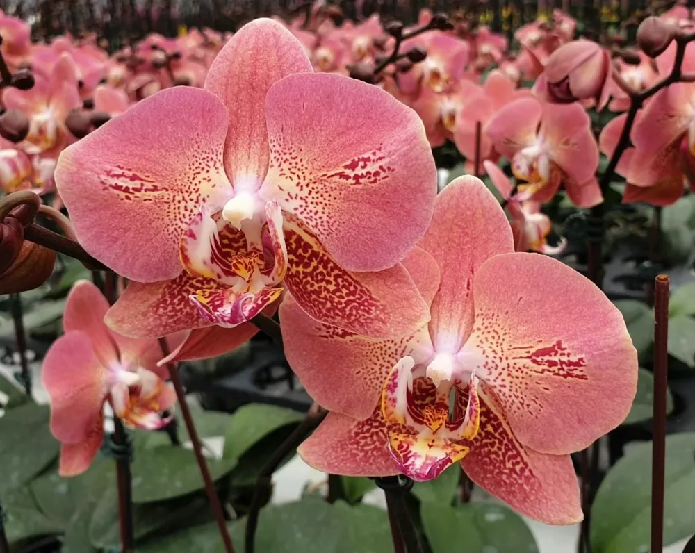 Phalaenopsis Leco Fantastic 'Ll045-2'
