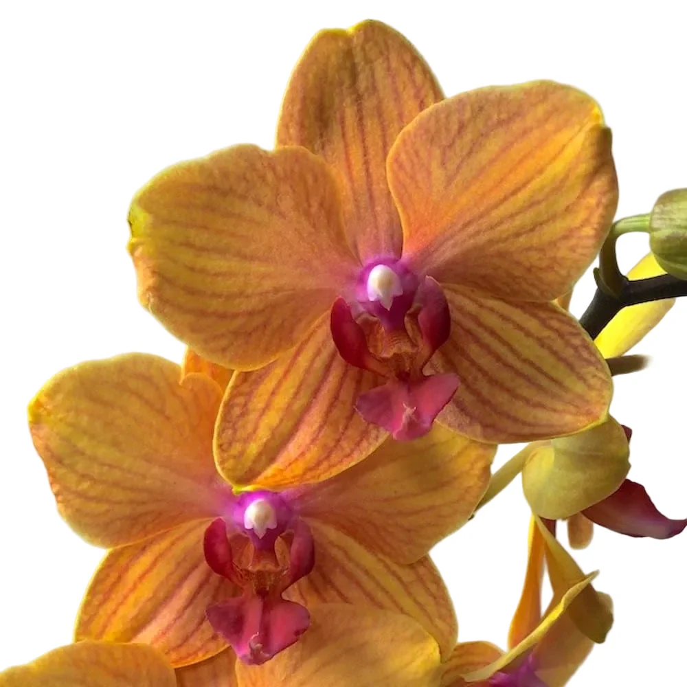 Phalaenopsis Lianher Lucky Cat (MyMonro Bronzer)