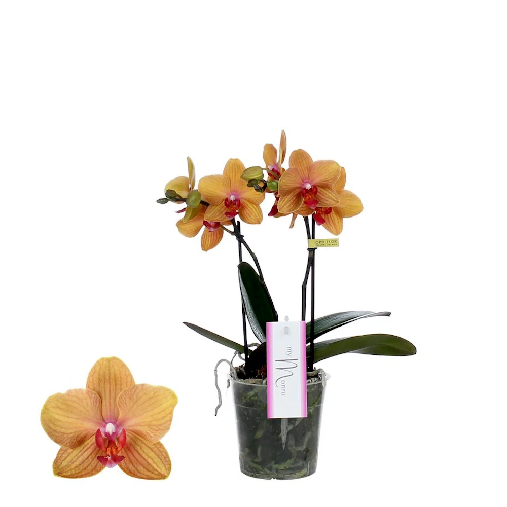 Phalaenopsis Lianher Lucky Cat (MyMonro Bronzer)