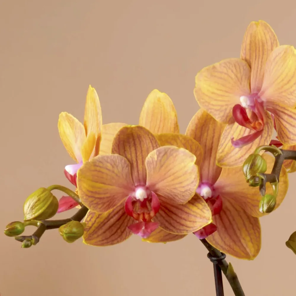 Phalaenopsis Lianher Lucky Cat (MyMonro Bronzer)