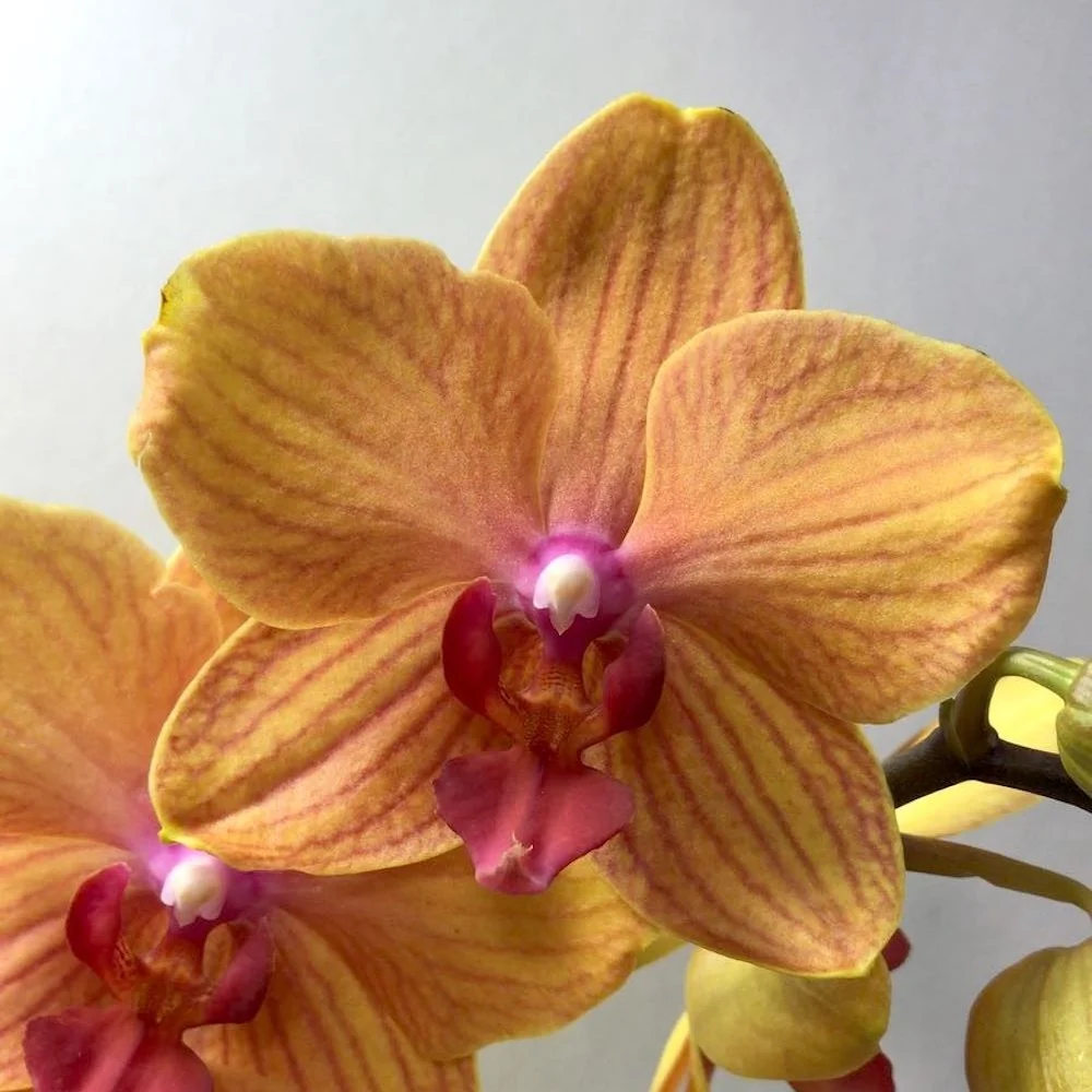 Phalaenopsis Lianher Lucky Cat (MyMonro Bronzer)