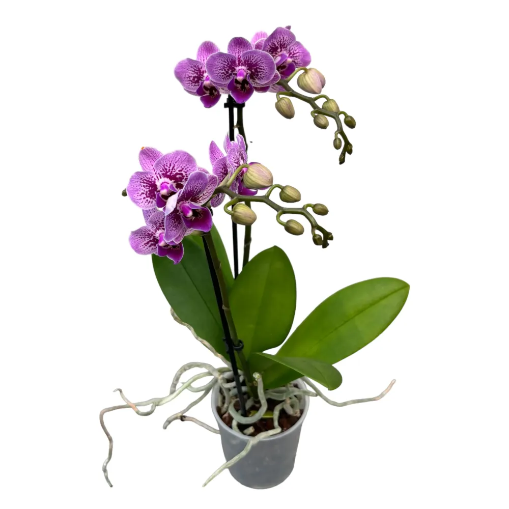 Phalaenopsis ‘Limited #72’