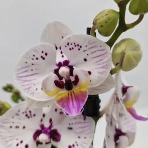 Phalaenopsis 'Limited 30'