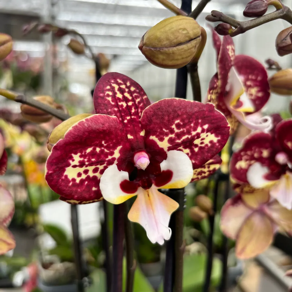 Phalaenopsis 'Limited 40' big lip