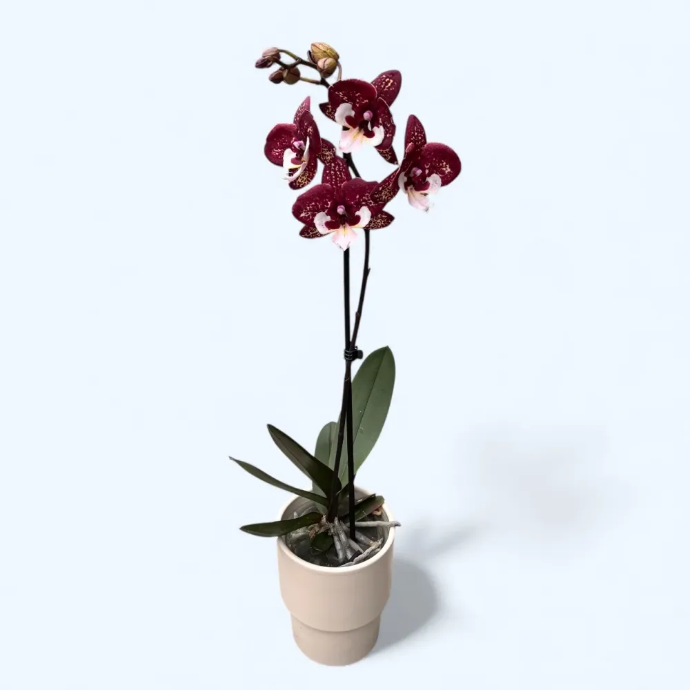 Phalaenopsis 'Limited 40' big lip