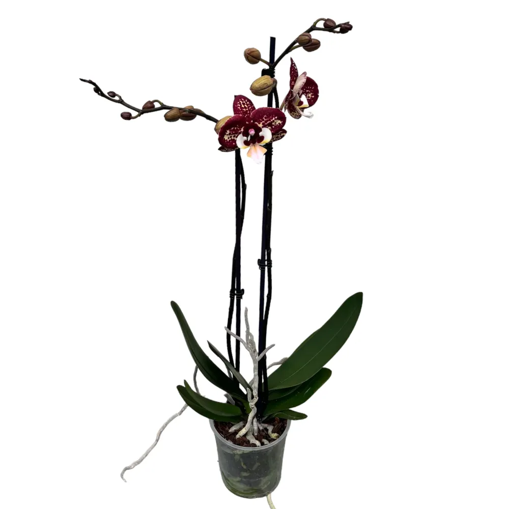 Phalaenopsis 'Limited 40' big lip