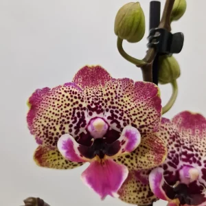 Phalaenopsis 'Limited #23' big lip